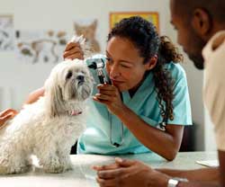 find-veterinarian-dog-photo-jpg